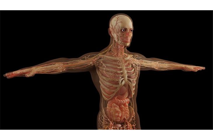 Human body simulation test phantom